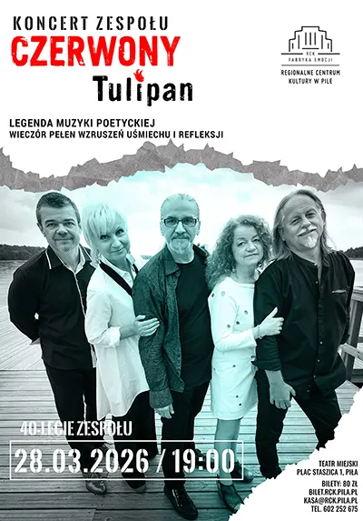 czerwony tulipan